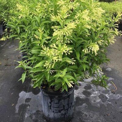 Raat Ki Rani, Raat Rani, Night Blooming Jasmine - Plant - Image 2