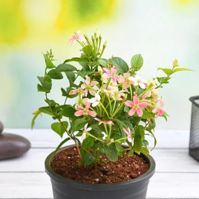 Madhumalti Dwarf, Rangoon Creeper - Plant