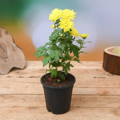 Shevanti, Chrysanthemum (Yellow) - Plant - Image 2
