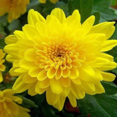 Shevanti, Chrysanthemum (Yellow) - Plant