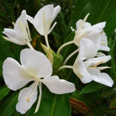 White Ginger Lily, Sontakka - Plant