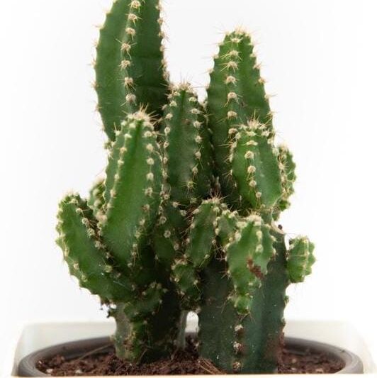 acanthocereus-cactus-2