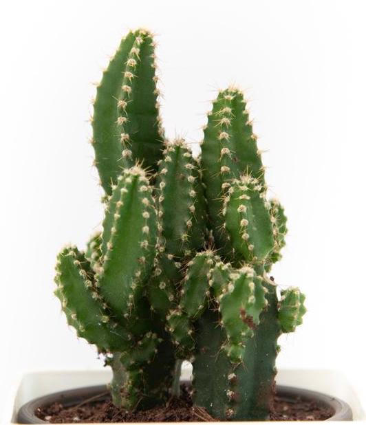 acanthocereus-cactus-2