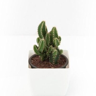 Acanthocereus tetragonus - Cactus Plant - Image 3