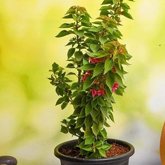 bougainvillea-dwarf-1