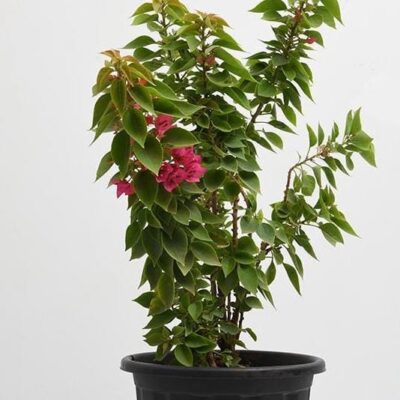 Bougainvillea Dwarf (Pink) - Plant - Image 2