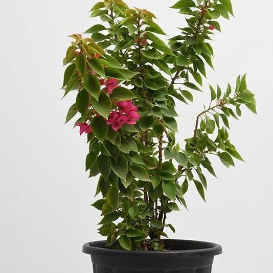 bougainvillea-dwarf-pink-2