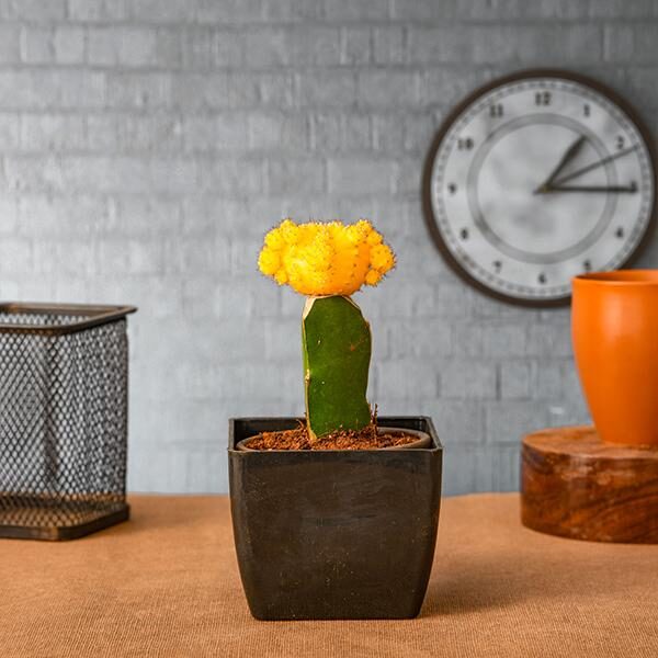 cactus-grafted-yellow-cactus-1