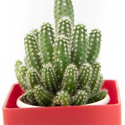 Echinopsis species - Cactus Plant - Image 2