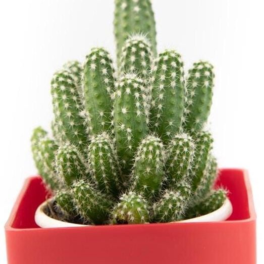 echinopsis-species-cactus-2