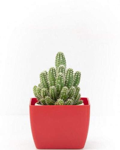 Echinopsis species - Cactus Plant - Image 3