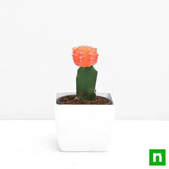 grafted-orange-cactus-2