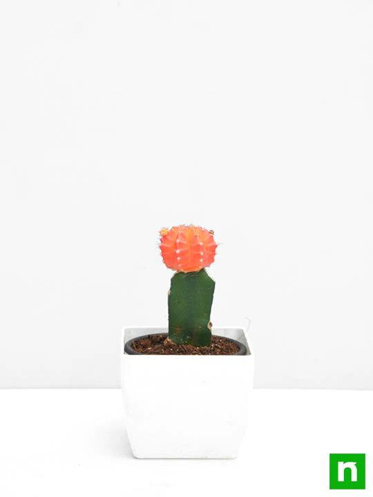 grafted-orange-cactus-2