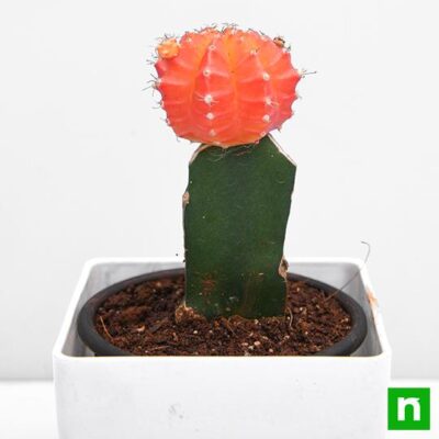 Moon Cactus (Grafted, Orange) - Cactus Plant - Image 3