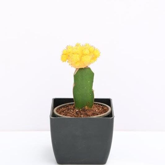 grafted-yellow-cactus-2
