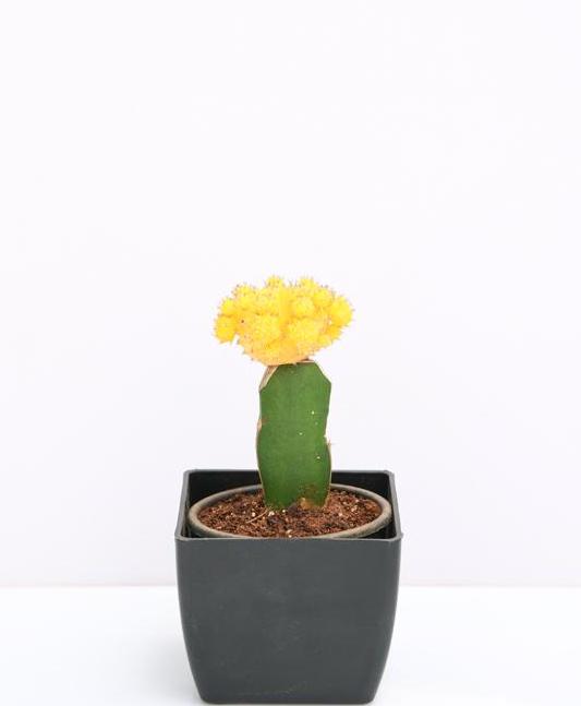 grafted-yellow-cactus-2