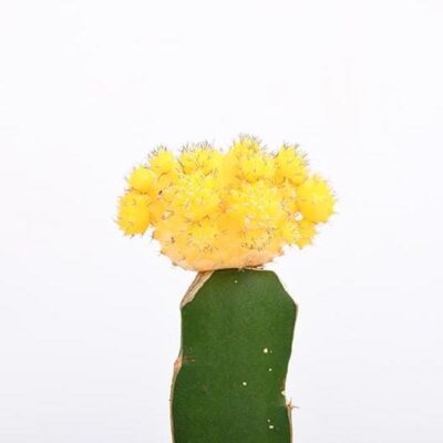 Moon Cactus (Grafted, Yellow) - Cactus Plant - Image 3