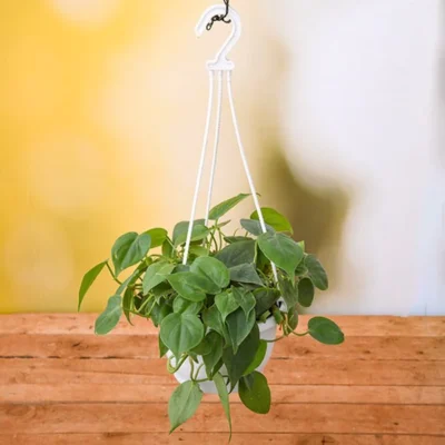 Philodendron Cordatum (Green, Hanging Basket) - Plant
