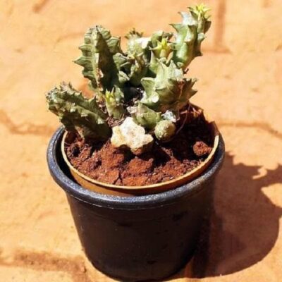 Huernia species - Cactus Plant