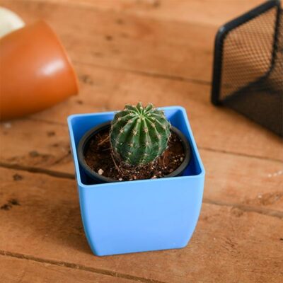 Notocactus roseoluteus - Cactus Plant