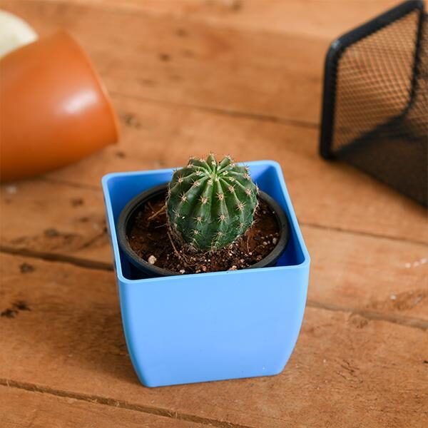 notocactus-roseoluteus-cactus-1