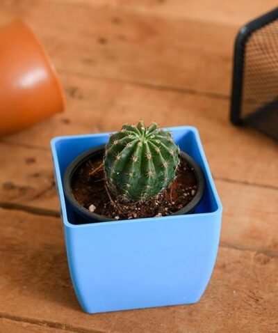 Notocactus roseoluteus - Cactus Plant - Image 2