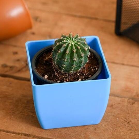 notocactus-roseoluteus-cactus-2