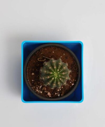 Notocactus roseoluteus - Cactus Plant - Image 3