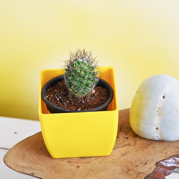 notocactus-rutilans-cactus-1