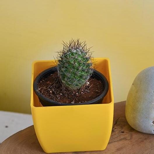 notocactus-rutilans-cactus-2