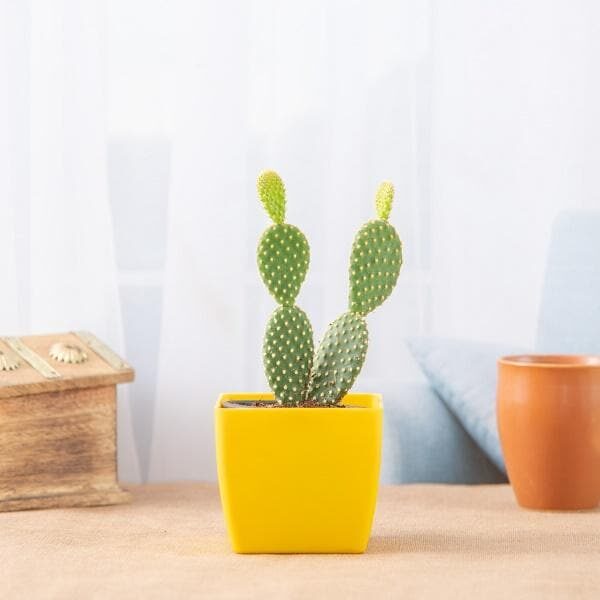 opuntia-microdasys-cactus-1