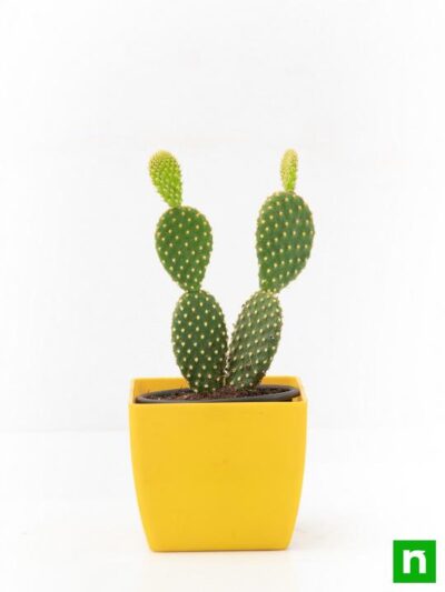 Bunny Ear Cactus, Opuntia microdasys - Cactus Plant - Image 2