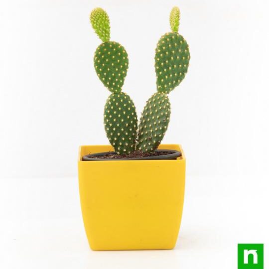 opuntia-microdasys-cactus-2