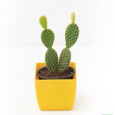 Bunny Ear Cactus, Opuntia microdasys - Cactus Plant - Image 3