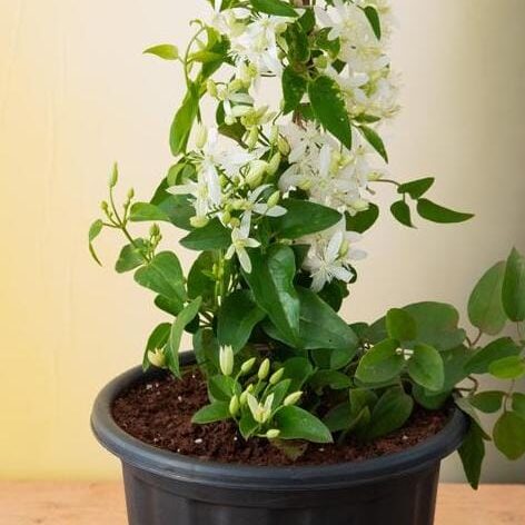ranjai-plant-2