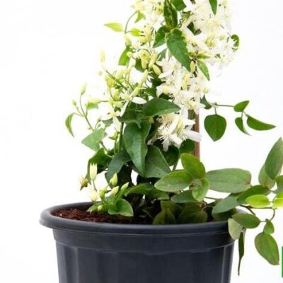 Ranjai Plant, Clematis heynei - Plant - Image 3