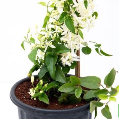Ranjai Plant, Clematis heynei - Plant - Image 4