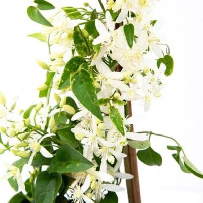 Ranjai Plant, Clematis heynei - Plant - Image 5