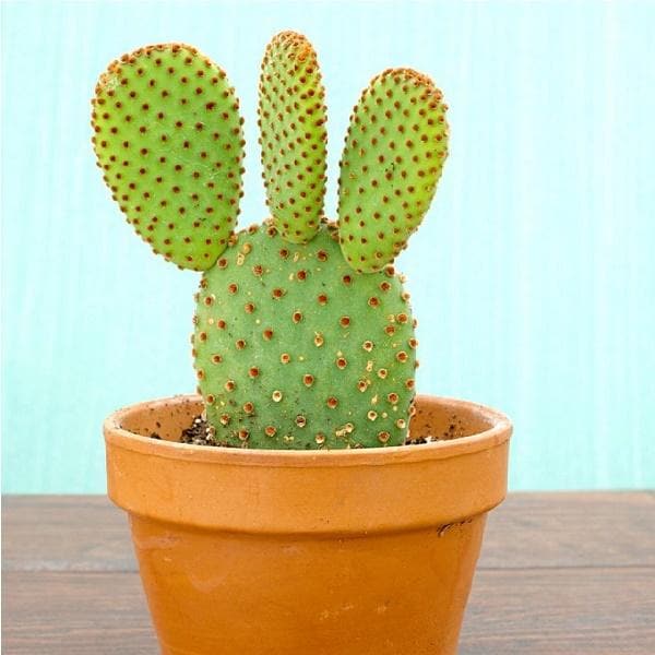 red-bunny-cactus-1