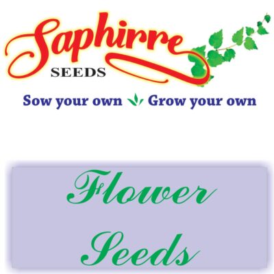 Vinca F1 Dark Red - Flower Seeds - Image 2