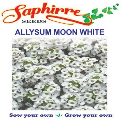 Alyssum Snow Carpet - Flower Seeds