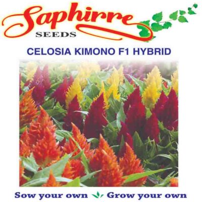 Celosia Mix Colour - Desi Flower Seeds