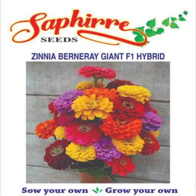 Zinnia Berneray Giant Mixed Color -Flower Seeds
