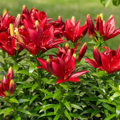 Asiatic Lily (Red) - Bulbs