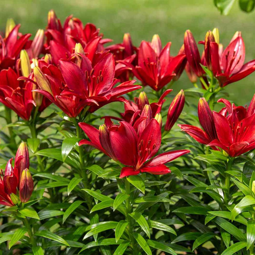asiatic-lily-care-guide-7510540_03-557f8ed73c984410b8fec9573fea2958