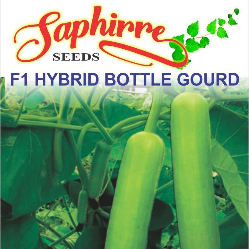 bottle-gourd-long