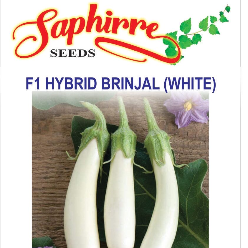 brinjal-white-long