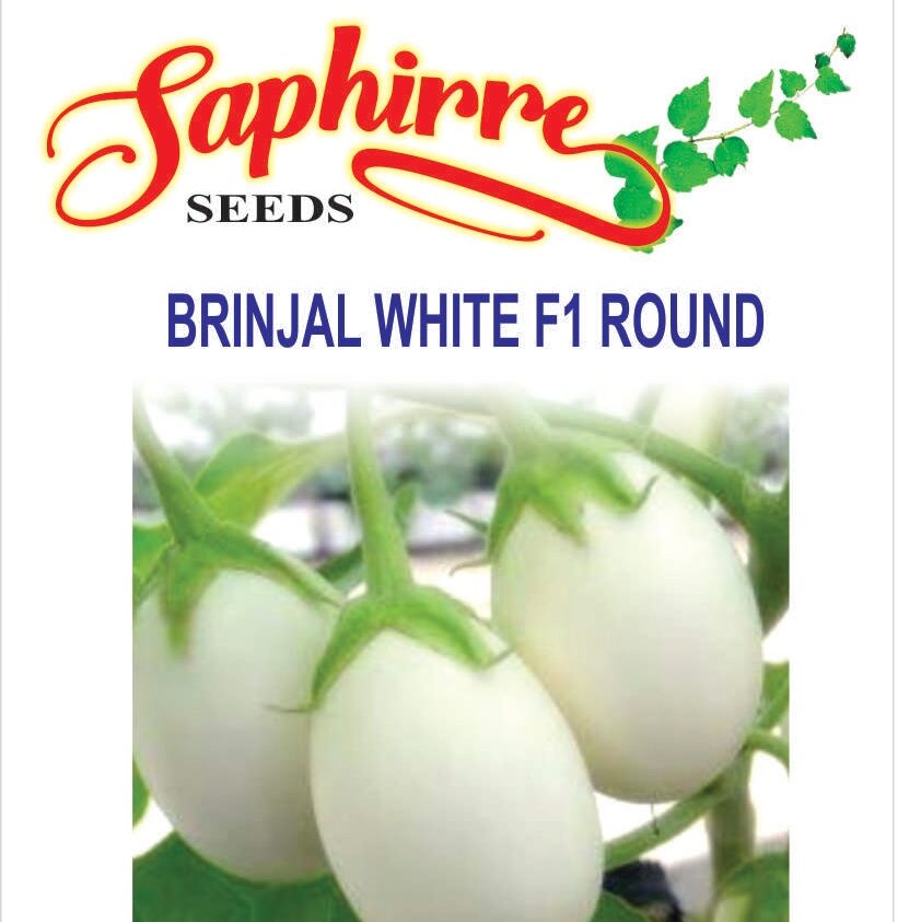brinjal-white-round