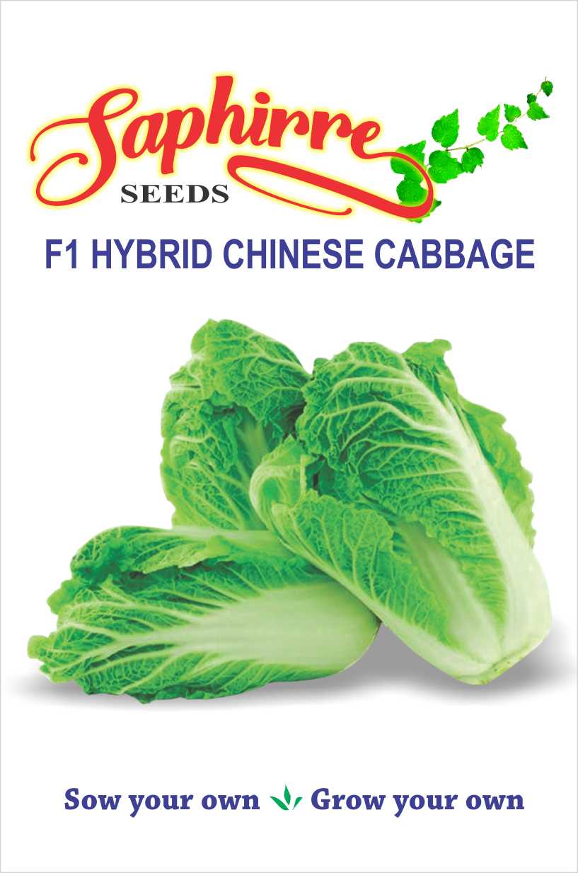 cabbage-chinese