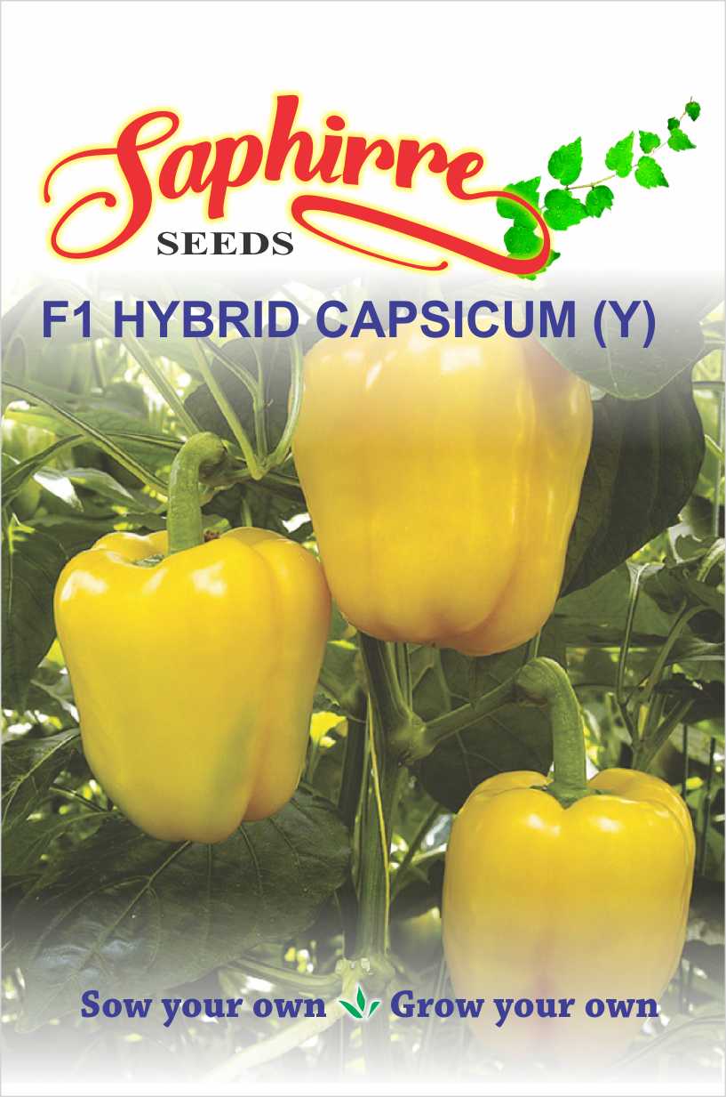 capsicum-yellow
